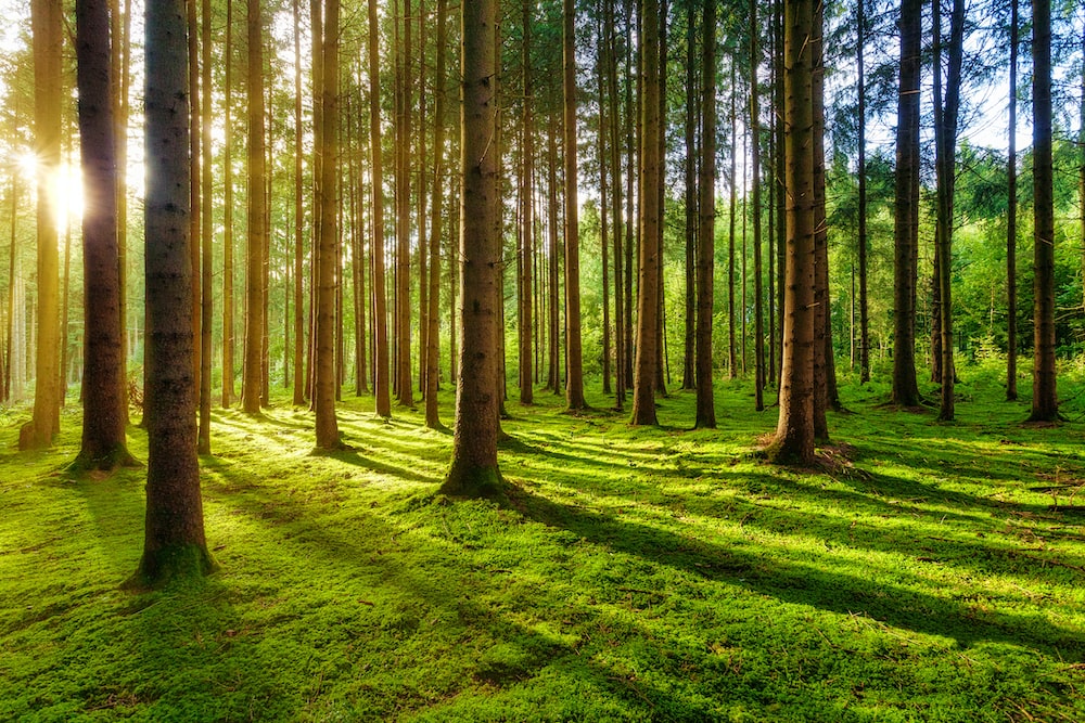 How telecom can foster a greener future